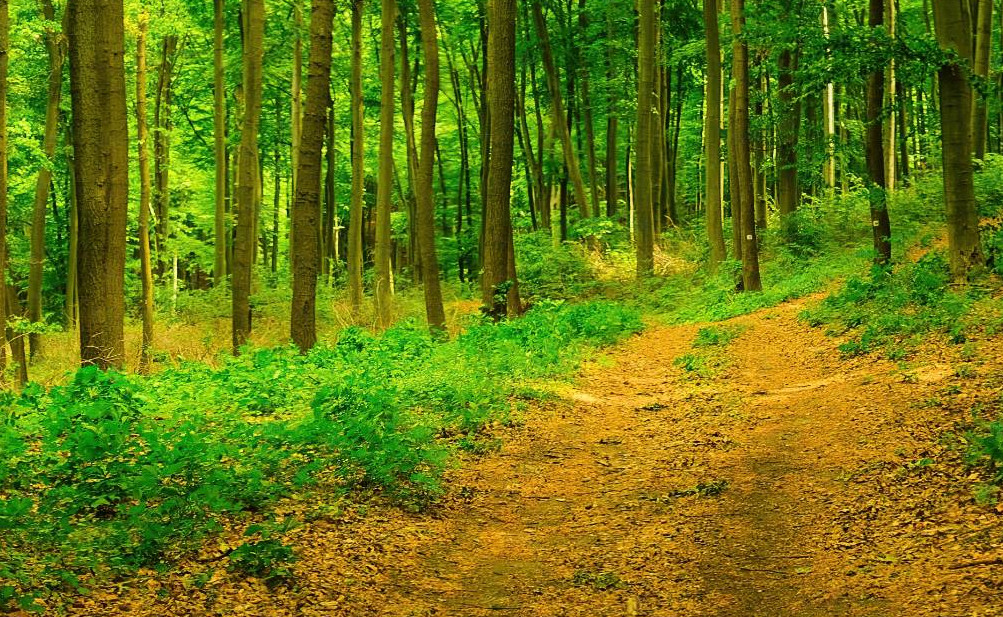 Organization Company